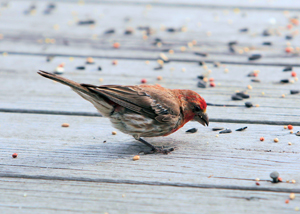Feed the birds this fall out of your own homemade bird feeder made out of recycled materials.