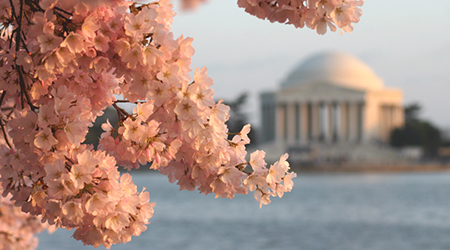 Cherry blossoms and Jefferson memorial