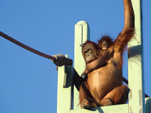Orangutan Redd W