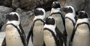 maryland zoo penguins