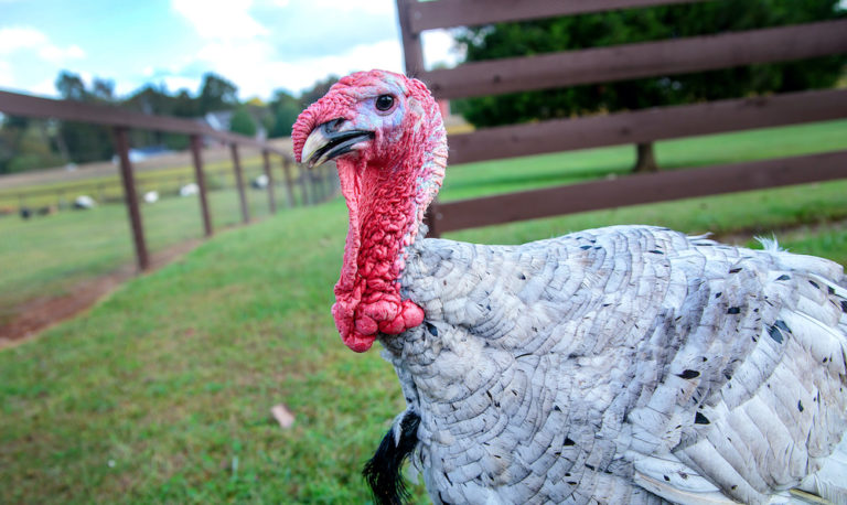 Where to buy a farm-fresh turkey in Maryland