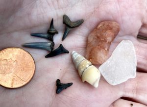 collection of items found at Purse Park including coin, sharks teeth and shells