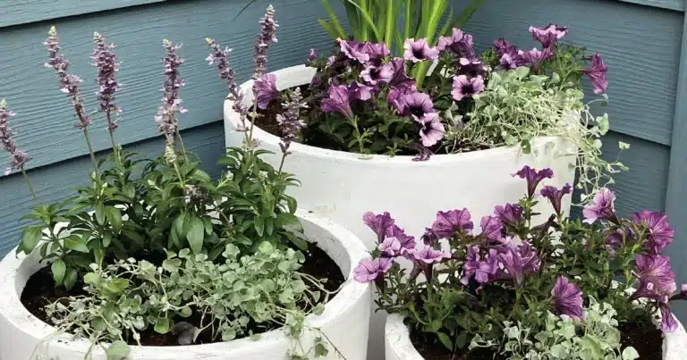 Create Colorful Planter Displays for All Seasons