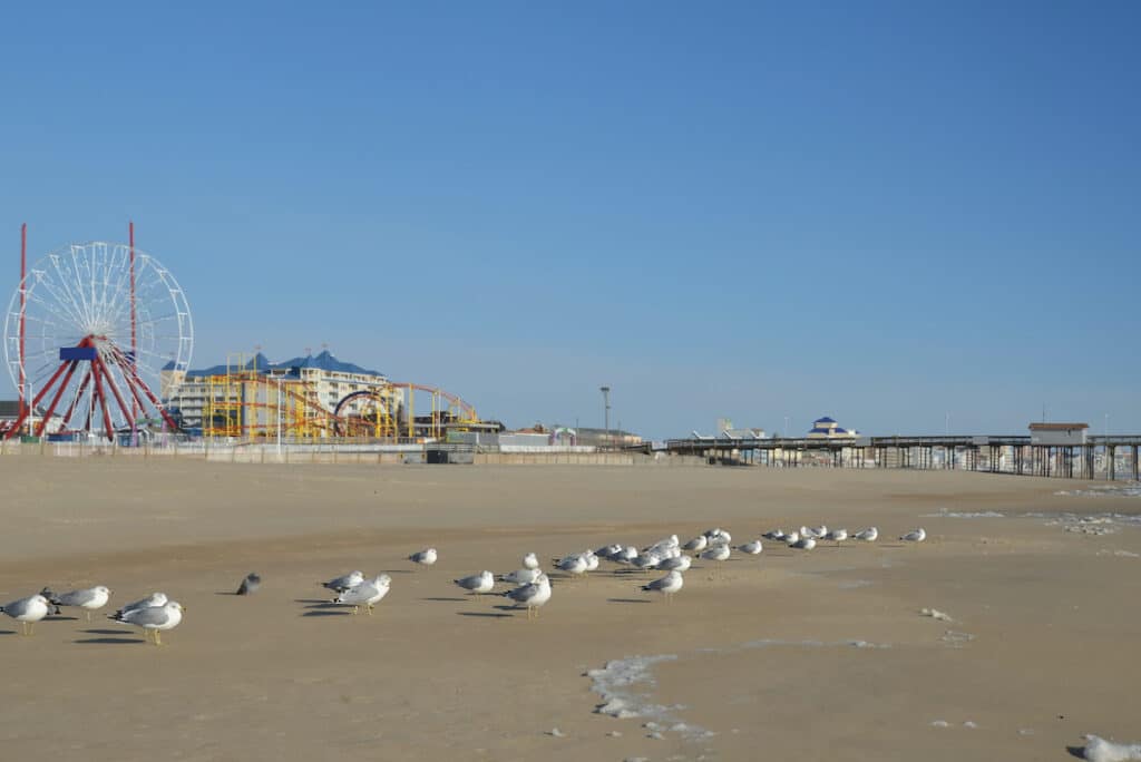 Seagulls on the beach in winter
